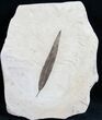 Very nice Fossil Willow Leaf From Utah #11885-1